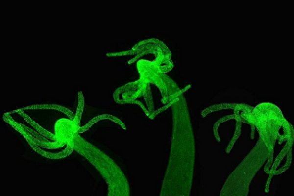 Рабочий сайт kraken