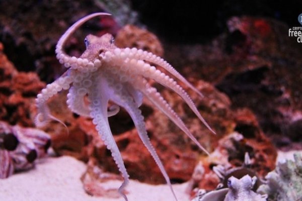 Kraken официальная ссылка