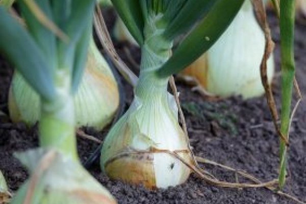 Kraken istand onion
