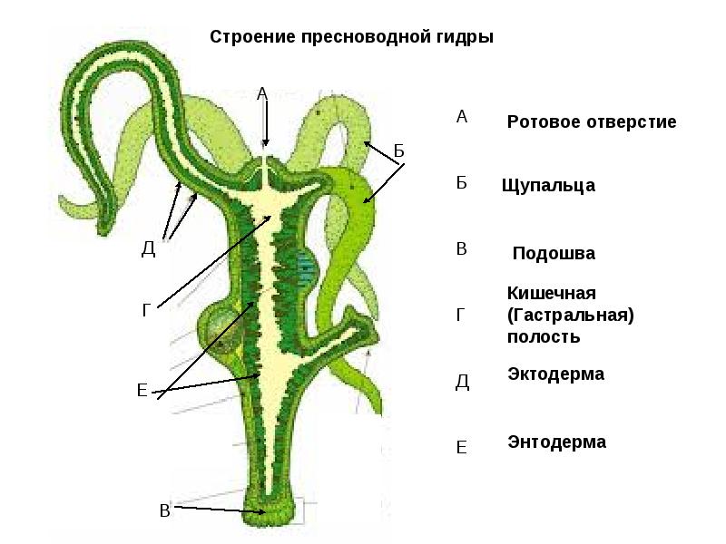 Сайт kraken в tor